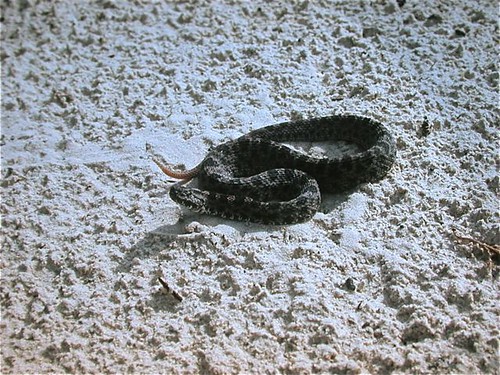 Pygmy Rattlesnake - Florida