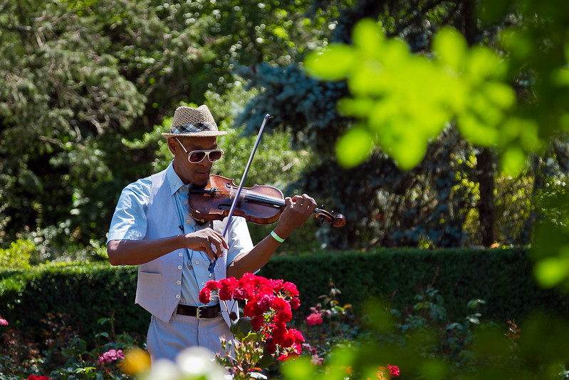 Violin music in the garden