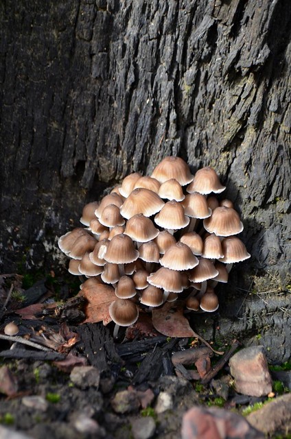 mushrooms in st andrews bushland