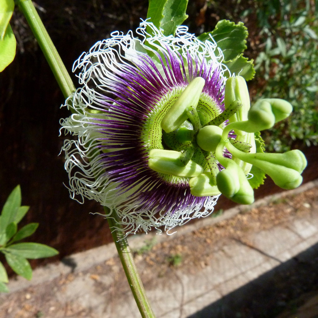 12-05-2012-passionflower2
