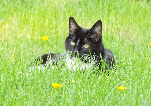 Parsley in the Buttercups