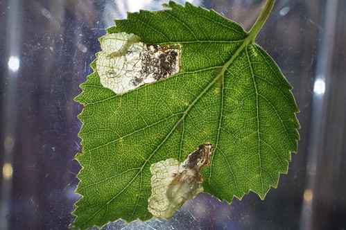 Eriocrania salopiella tenanted mine (2)