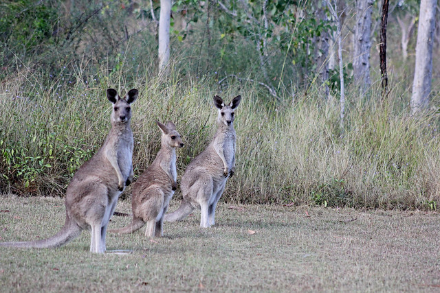 Kangaroo friends