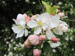 Spring Bimbling & Bloom (April-May 2012)