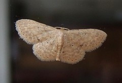 Geometrid moth (Scopula sp.) (B)