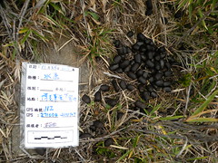水鹿排遺呈現粒狀，採樣前須拍照，並且放比例尺，然後以GPS定位，並描述基礎資料。照片為2011年11月24日在博克草原的水鹿排遺。（照片來源：朱有田研究團隊提供）