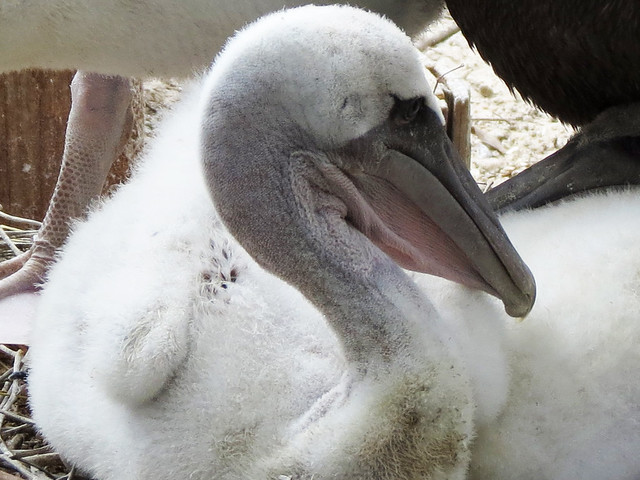 Baby Brown Pelican