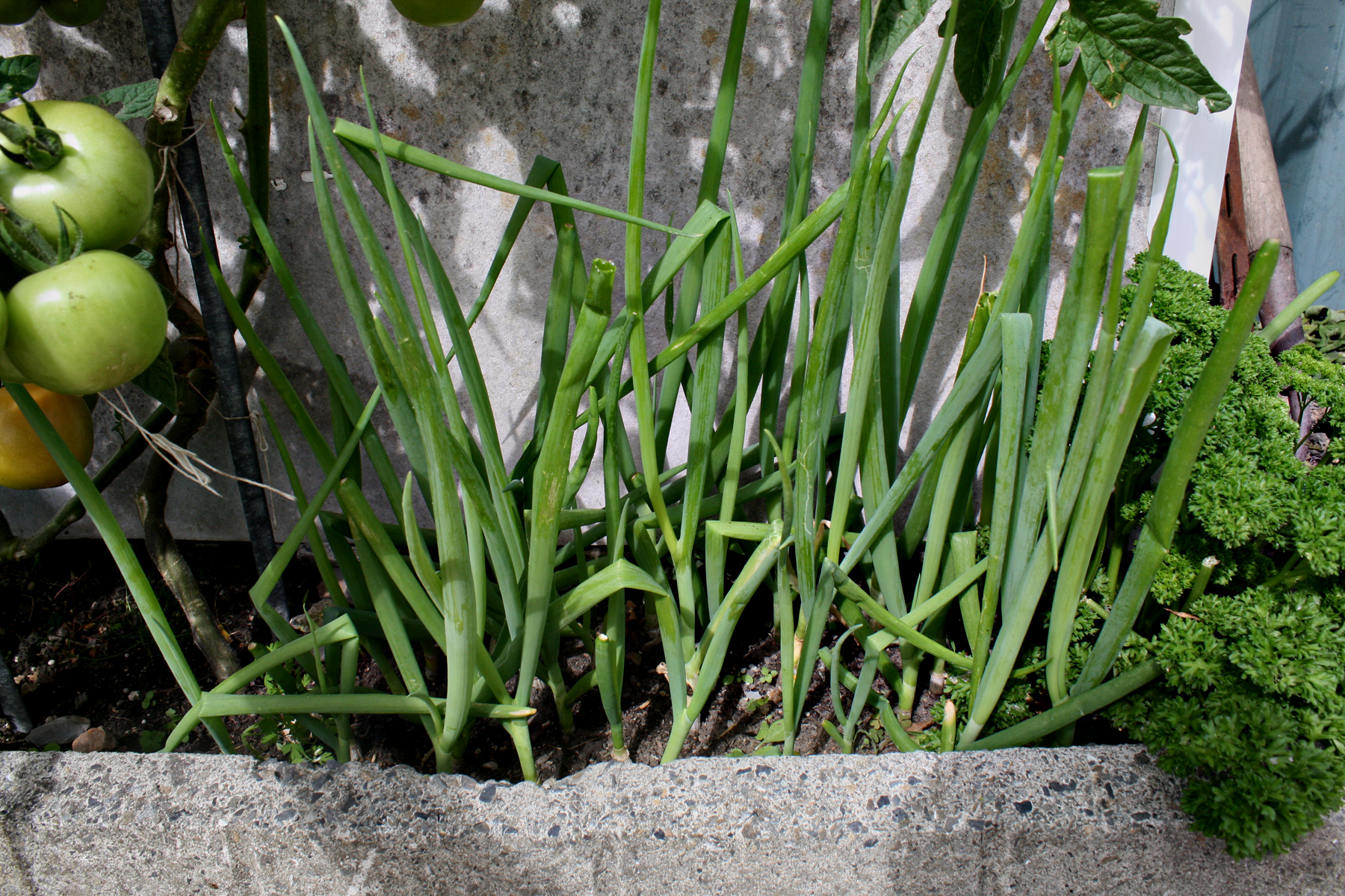 How to re-grow spring onions
