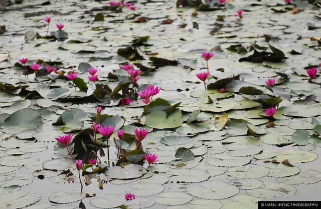 The Lotus pond