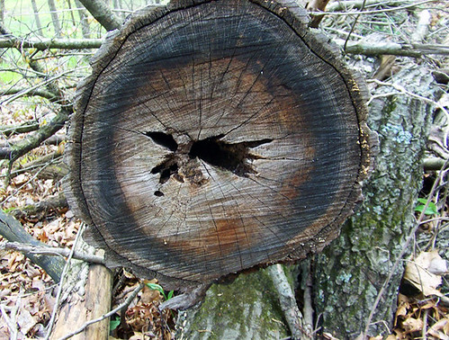 1651 cut log