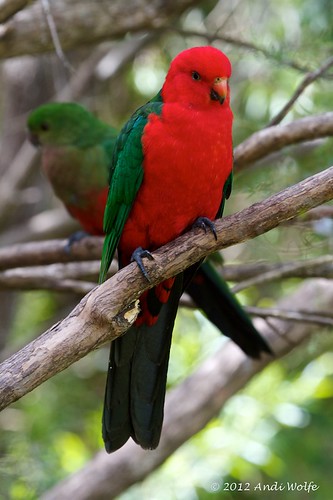 King Parrot by andiwolfe