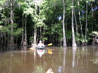 Heading into the Swamp