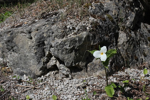 Like a Rock. And a Trillium.