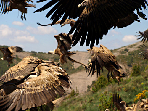 Vultures feeding in the Pyrenees