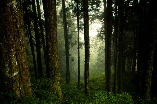 Forests of Alishan-12