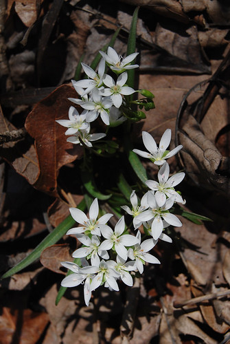 Picture of cluster of Spring Beauty, Claytonia virginica amongst the leaves on the forest floor in Bell Mountain Wilderness.