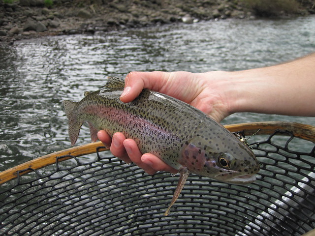 wild trout on the mckenzie river