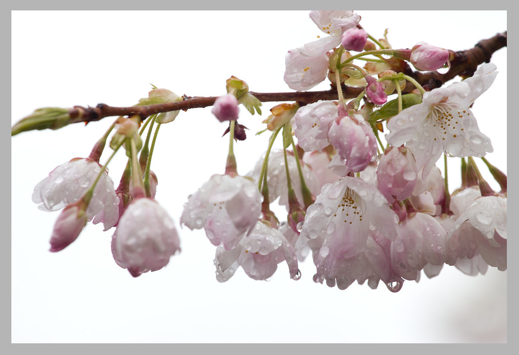 cherry blossom3