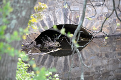 2012-05-06 - Methuen Bird Sanctuary
