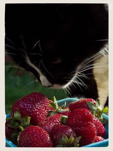 Strawberry cat-6576