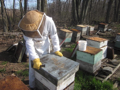 checking the beehives, spring, dead bees, diseases, Ontario