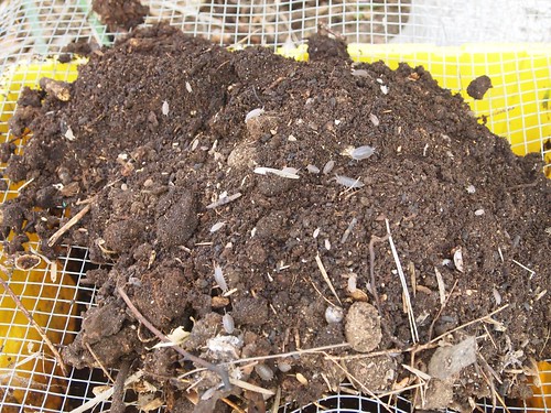 Compost sample before sifting