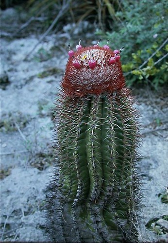 Turk's Cap Cactus - Puerto Rico