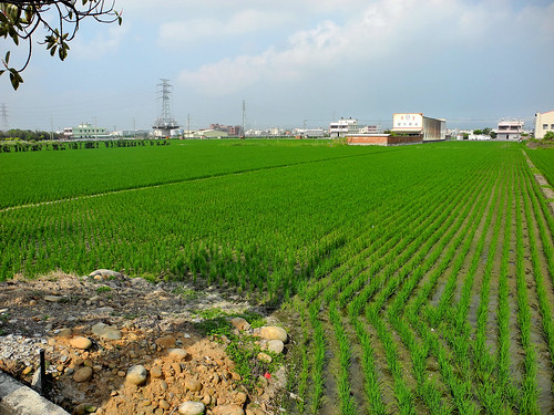Taichung Rice Paddy