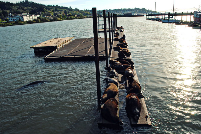 Sea Lions lounging on the docks - Astoria, Oregon