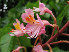 Hippocastanaceae　トチノキ科