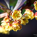 Japanese barberry flowers