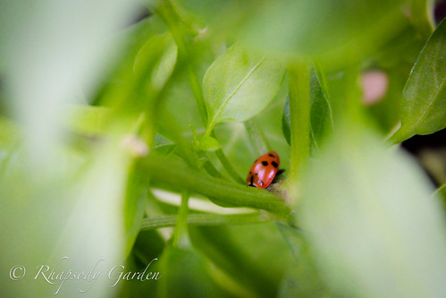 Ladybug on hot pepper plant
