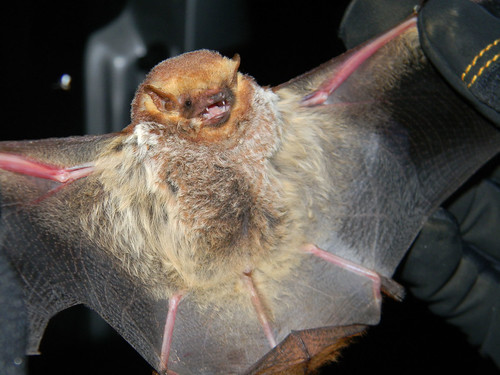 This Seminole Bat is a medium-sized bat caught by Gary Libby, an ecologist on the Bat Blitz Team that examined bats to determine levels of health and/or disease conditions, May 22, 2012.  The Seminole Bat grows up to four and one-half inches long with a wingspan of up to 12 inches and can weigh up to one-half ounce. Photo credit: U.S. Forest Service photo by Porter Libby.