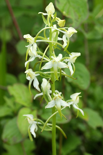 Greater Butterfly Orchid, Platanthera chlorantha, Denge Woods, Bonsai Bank
