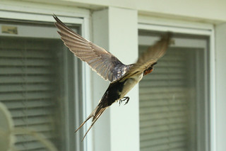 Barn Swallow flight 1