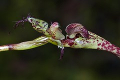 Borneo Orchids