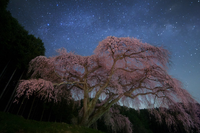 Old Cherry Blossom Galaxy