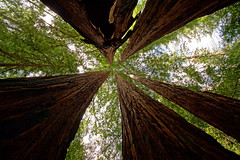 2012-04-14 Big Basin Redwoods State Park
