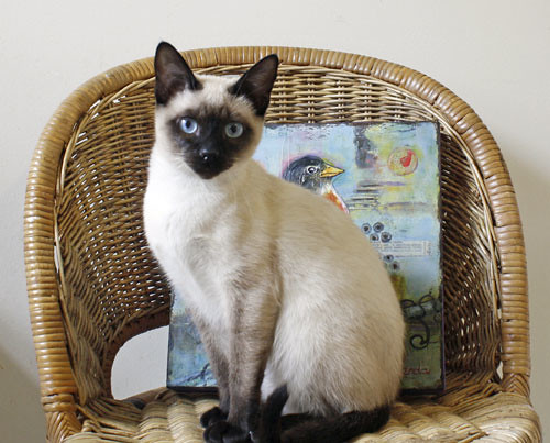 Siamese cat in chair