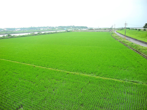 River Rice Paddy