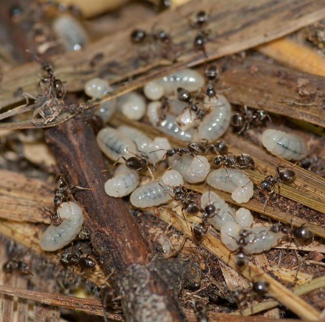 black ant + larvae
