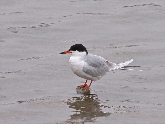 Forster's Tern at White Oak Park in Bloomington, IL 07