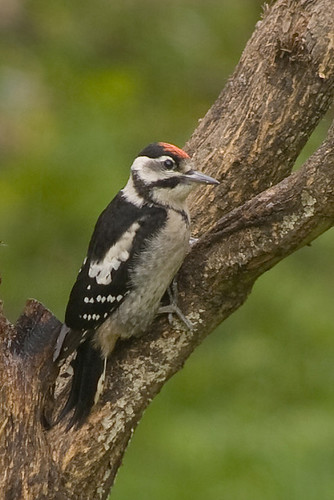 Young woodpecker 4