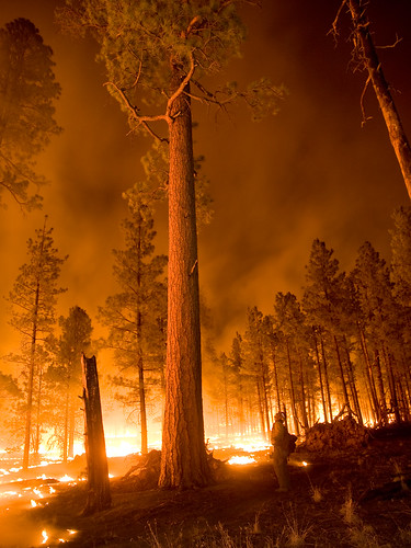  無料写真素材, 社会・環境, 災害, 森林, 火災・火事, 風景  アメリカ合衆国  