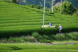 Yame Central Tea Garden