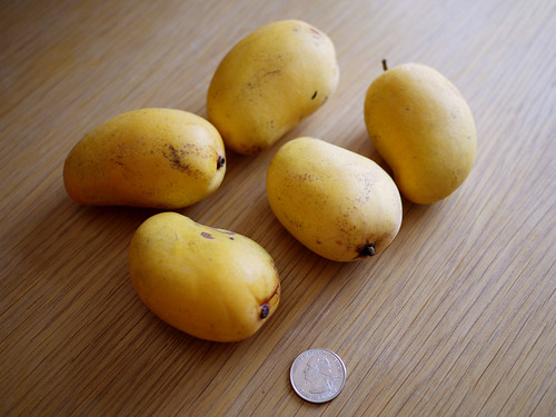05-11 mini mangos