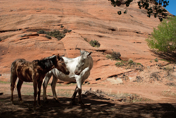 two southwestern canyon horses, a mother and her foal, nuzzling each other in reassurance in a reservation canyon