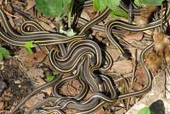 Garter snakes at the Narcisse Snake Pits in Manitoba - May 12, 2012