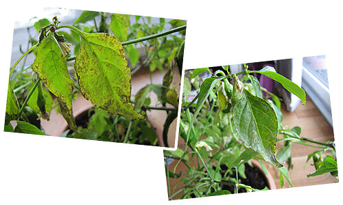 Chili Plant Sick Leaves
