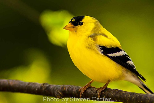 Goldfinch by satdishguy